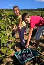 Champagne FAY Michel - Lola et Hugo donnant les premiers coups de sécateurs