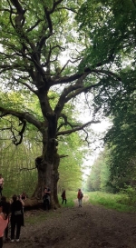 Champagne FAY Michel - 