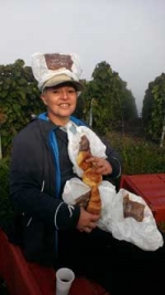 Champagne FAY Michel - Pose croissants dans les vignes