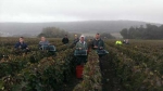 Champagne FAY Michel - quelques vendangeurs