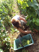 Champagne FAY Michel - Mme Fay Marie en vendange