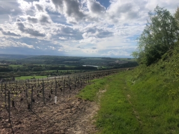 Champagne FAY Michel - 