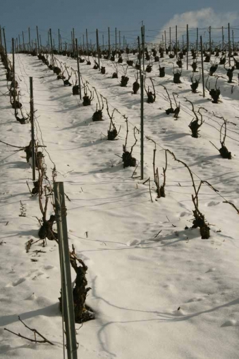 Champagne FAY Michel - Vignes de Barzy-sur-Marne sous la neige